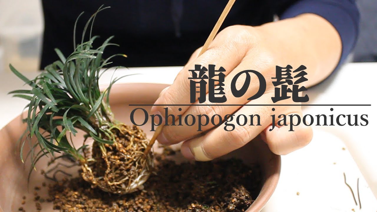 龍の髭の株分け 山野草盆栽 Ophiopogon Japonicus Stock Split Youtube