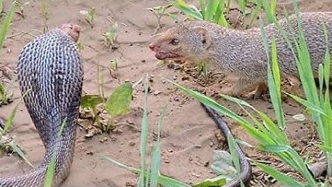 mongoose🎖🏆🏅