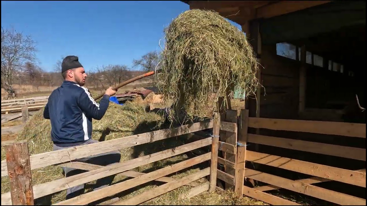 Și-a Făcut O Turma de Oi În 2 Ani-Baciul Petrescut Ioan .Face Brânza în 4 Martie .Oglinzi .Neamt 