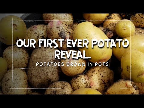 Our First Potato Reveal from pots | New Potatoes Grown From Scraps | Never seen anything like this