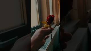 Ya Rab Bu Hasrete Can Dayanmıyor Resimi