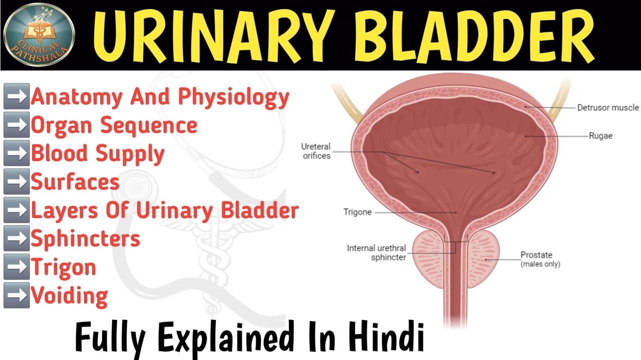 Urinary Bladder Anatomy And Physiology In Hindi | Functions | Blood Supply | Structure 