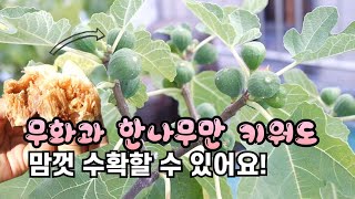 무화과나무 화분에 한그루만 심으면 해마다 실컷 먹을 수 있어요!