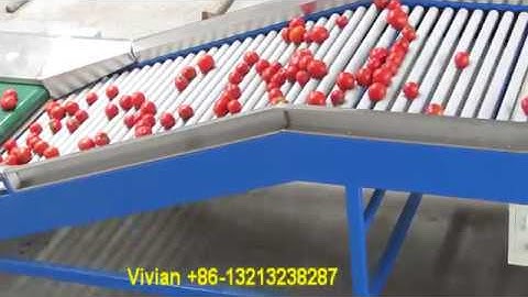 3 5T per hour Round Tomato Grading Machine from Vivian +86 13213238287