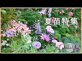 初夏から秋まで長く咲く花☆購入品紹介|冬越し宿根草で作る夏の花壇
