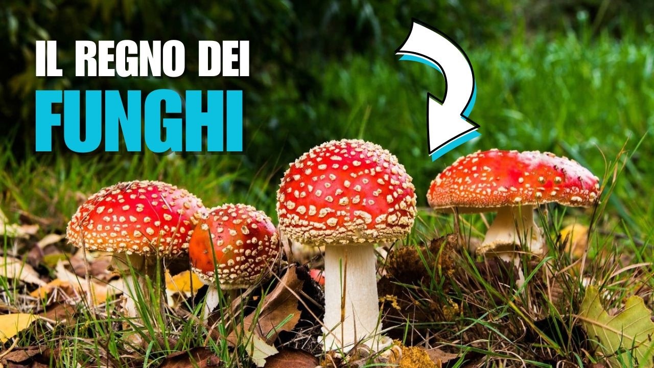 Il regno dei funghi e le loro origini