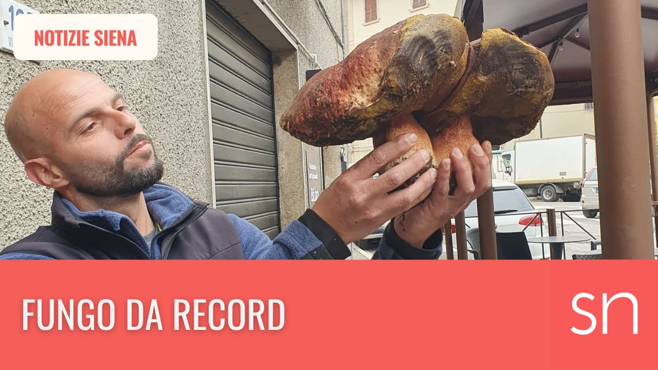 Porcino gigante sull’Amiata: Claudio Vichi trova un fungo da record
