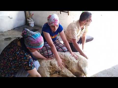 Kurban kesilirken. Kurban Bayramı. Sheep Slaughter