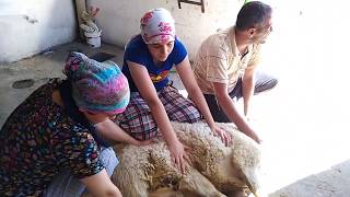 Kurban Kesilirken Kurban Bayramı Sheep Slaughter