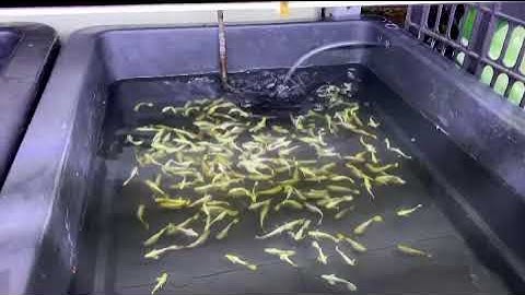 Các dòng Guppy cập nhật 21/02 | Cá Cảnh Nhật Toàn Gò Công 0977022281