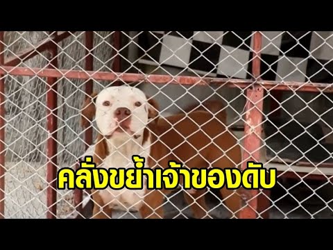 วีดีโอ: ปัญหาในสุขภาพของสุนัขมอลตามีอะไรบ้าง?