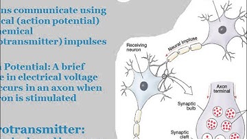 Neuroscience and Neural Communication