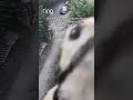 Persistent woodpecker captured attacking and breaking Ring Camera