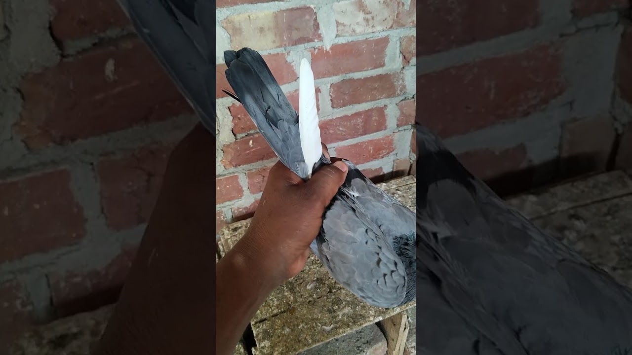 For sale kabutar only 400 par mb 7900795416