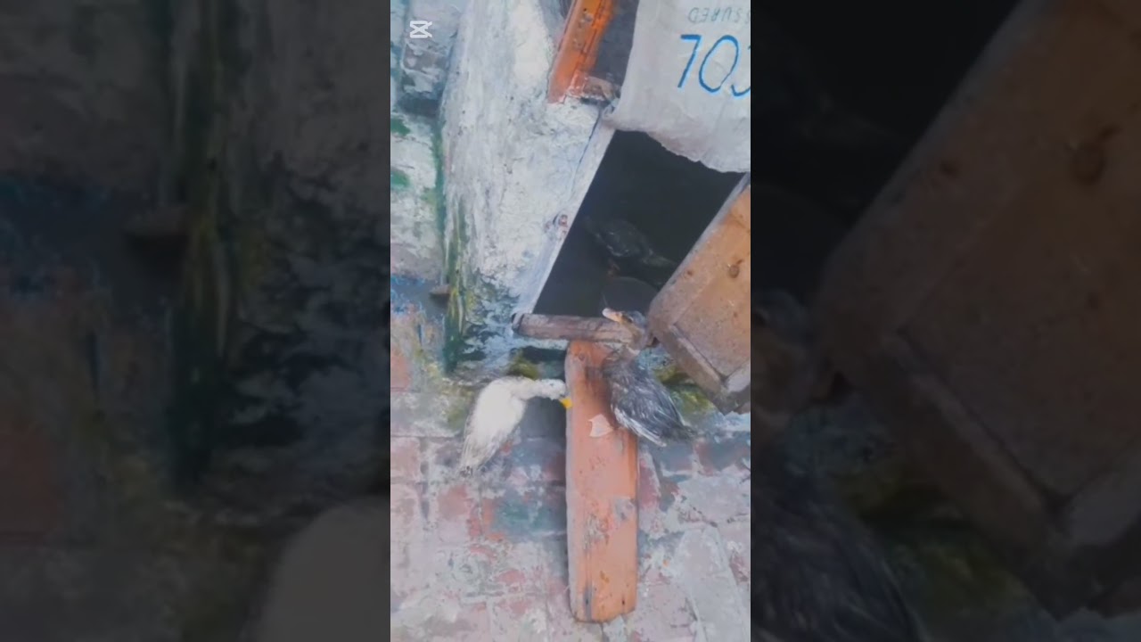 Duk in Confusion😅