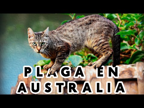 Video: Plaga En Los Gatos