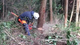 木の伐採方法 チェーンソー伐採 ①