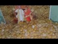 Sri Amma Bhagavan Amazing Miracle @ Manjula ji house in Guntur