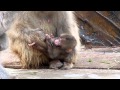 Japanese macaque baby boy named "Radian" : ニホンザルの赤ちゃん「ひとりで歩いてみたいんだけど」＠上野動物園 - DSCN4247
