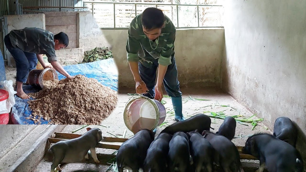 Уход и ферментация свежего маниока для кормления животных