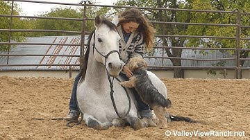 Aint Yo Average Boon***For info, price, etc., go to our website: ValleyViewRanch.net***