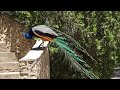 Peacocks of Cartagena, Spain