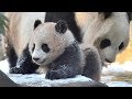 シャンシャン雪遊び=ジャイアントパンダ(227日齢)の映像