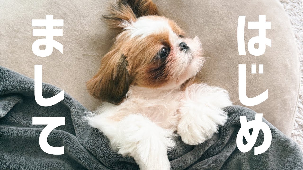 生後3ヶ月のシーズーの男の子をお迎えしました！