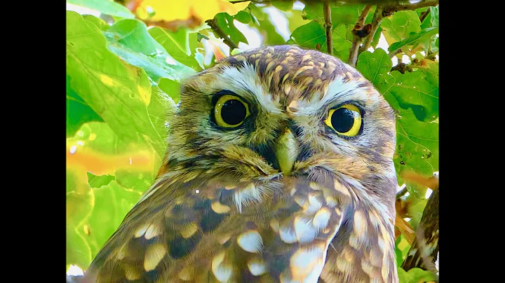 The Little Owl