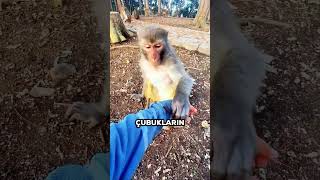 Zeki Maymun Testi Geçti ve Ödülünü Kendi Aldı 😂