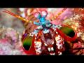Big Mantis Shrimp in a Marine Refugium