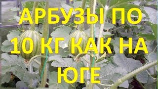 Как выращивать 10 КГ арбузы в теплице. Подвязка, опыление, формировка. Выращивание арбузов в теплице