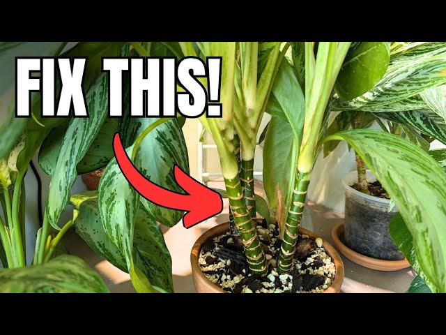 benefits of aloe vera plant in the house Aloe Vera - Drought-tolerant, Low-maintenance Succulent For Sale in CA