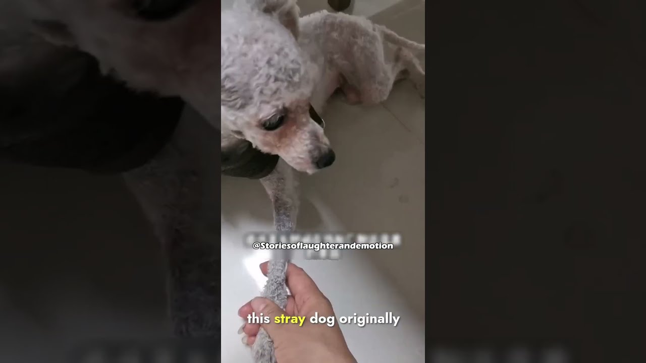 A Stray Dog Transformed By Love And Care