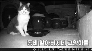 [#] 진짜 오목이와 짝퉁 오목ㅣ또 사고친 욱쟁이 노발
