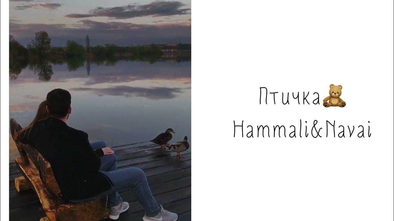 Птичка хамали текст. Наваи птичка. Слова птичка HAMMALI Navai. Птичка HAMMALI Navai текст. Текст песни птичка HAMMALI Navai.