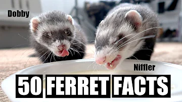 What's better male or female ferrets?