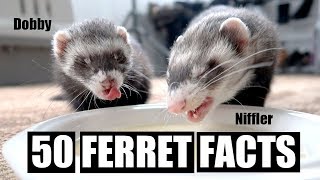 50 AMAZING FERRET FACTS