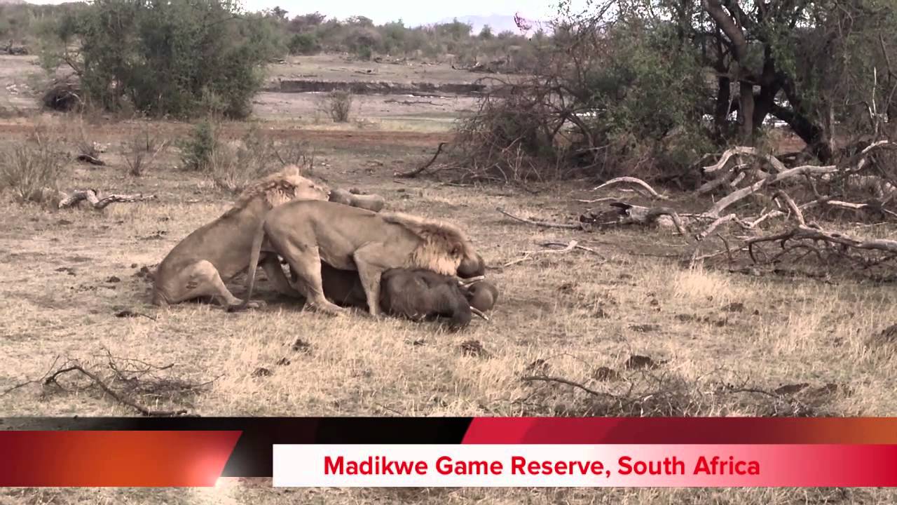 Rare sighting: Lions attack a young elephant | Predator vs Prey | Earth  Touch News