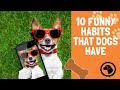10 Funny habits that dogs have | DOG BLOG 🐶 #BrooklynsCorner