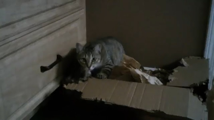Кошки уничтожают коробку./Cats Destroy Box .
