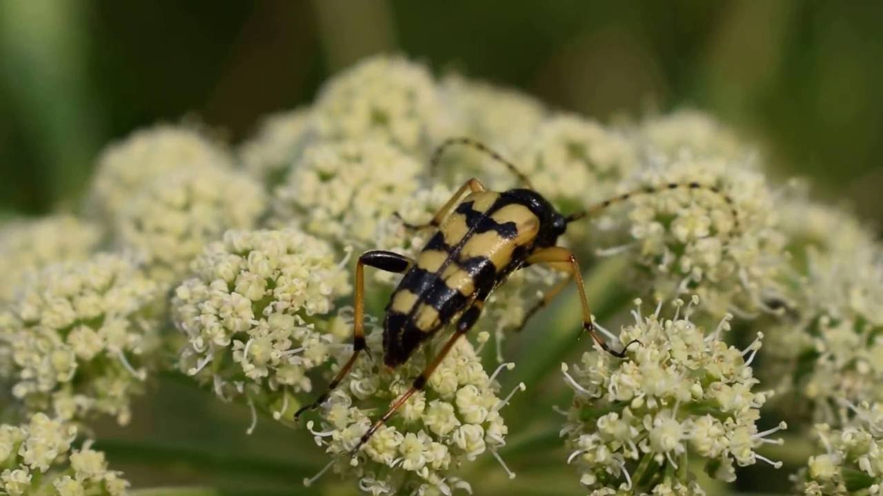 Leptura (Rutpela) maculata кормится на зонтичных
