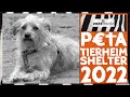 PETA 😱 Tierheim-Todeszahlen 2022 🐇 🐶 😿 | zoos.media