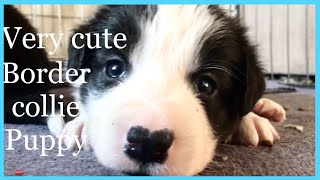BORDER COLLIE PUPPY 3 weeks old very CUTE sleepy puppy by Northern lights BORDER COLLIES 448 views 5 months ago 21 seconds