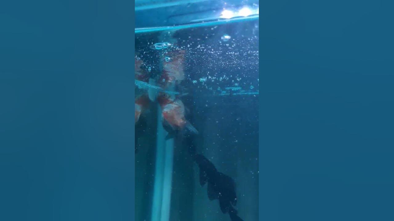 Janitor Fish Plecko Eating A Dying Goldfish YouTube ginataang-janitor-fish-ni-kumpare-buhay-ilocano-youtube