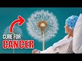 Could This Flower Really Slow Down the Spread of Cancer?