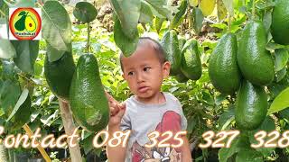Petani Alpukat Millenial
