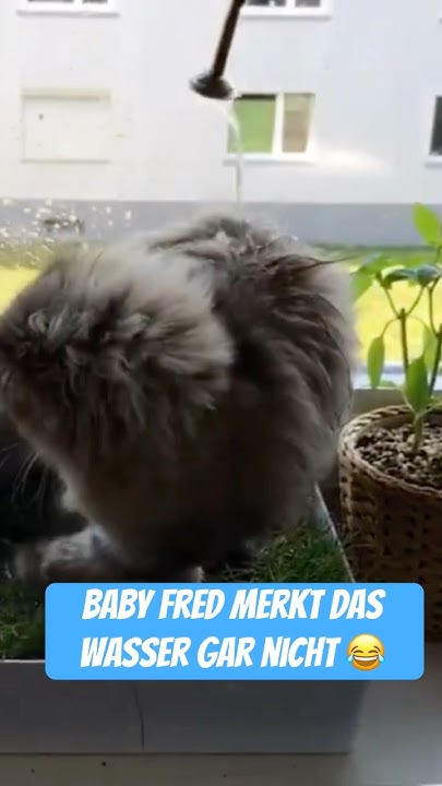 🏺😻 Katze gießen katze cat YouTube