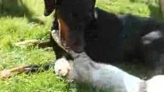 Famous Bengal v Dobermann Outside Profile