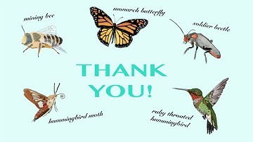 Creating a Pollinator Paradise